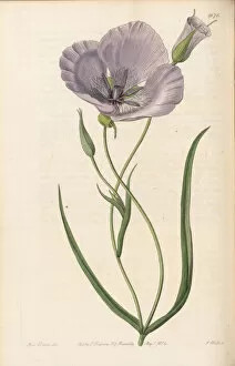 Botanical Illustration Gallery: Calochortus splendens, 1835