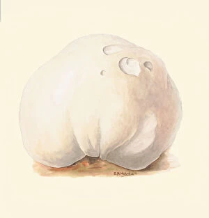 Elsie Wakefield Collection: Calvatia gigantea, c. 1915-45