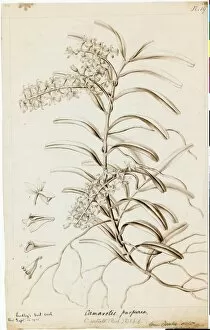Botanical Art Collection: Camarotis purpurea, 1838