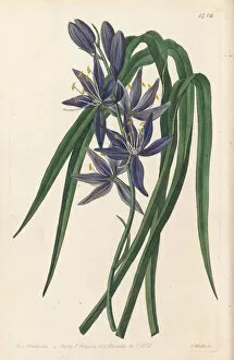 Botanical Illustration Gallery: Camassia quamash, 1832