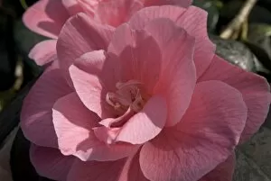 Plants and Fungi Gallery: Camelia