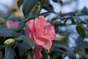 Evergreen Gallery: Camellia japonica