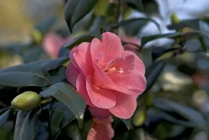 Flowers Gallery: Camellia japonica