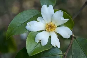 Flowers Gallery: Camellia saluenensis