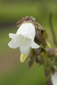 White Flower Gallery: Campanula alliariifolia