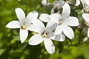 White Flower Gallery: Campanula latifolia