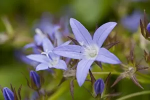 Blue Flower Gallery: Campanula poscharskyana