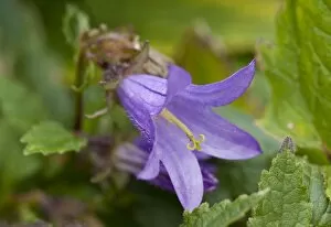 Purple Flower Gallery: Campanula trachelium