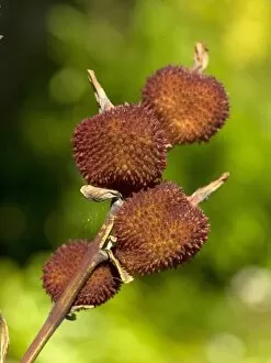 Seeds and Fruits Gallery: Canna seed heads