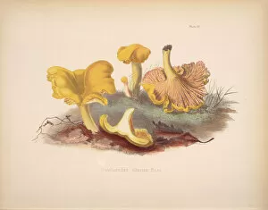 Botanical Illustration Gallery: Cantharellus cibarius, 1847-1855