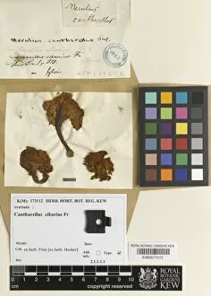 Herbarium Fungi Collection: Cantharellus cibarius Fr