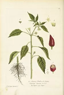 Watercolors Collection: Capsicum annuum, chilli