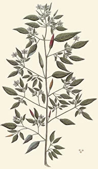 Indian Artist Collection: Capsicum annuum Longum group, c. 1810