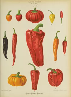 Orange Collection: Capsicums or Chilli Peppers