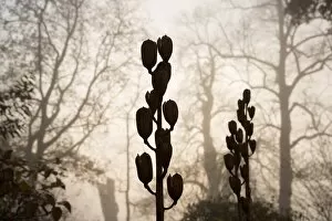 Tree In Mist Collection: cardiocrinum giganteum