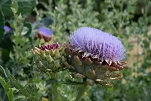 Purple Flower Gallery: Cardoon flower