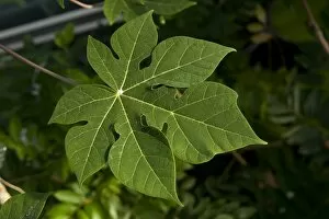 Carica jamaicensis