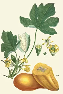 Botanical Drawing Gallery: Carica papaya, 1750-73