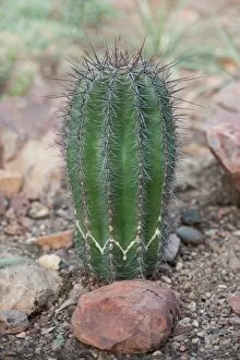 Cactus Collection: Carnegiea gigantea