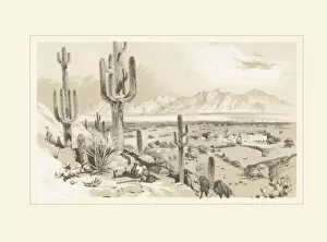 Cacti and Succulents Gallery: Carnegiea gigantea, 1854