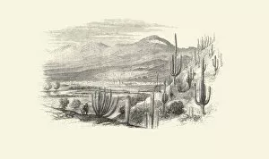 Cacti and Succulents Collection: Carnegiea gigantea, 1854