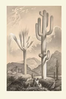 Cacti Gallery: Carnegiea gigantea, 1862-1865