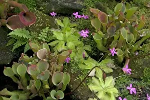 Pink Collection: Carnivorous plants