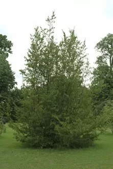 Trees in the landscape Collection: Carpinus orientalis