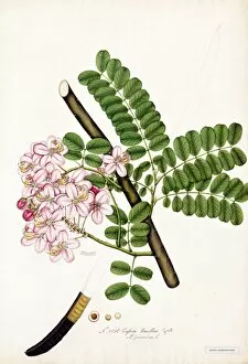 Botanical Art Collection: Cassia bacillus, Gaert