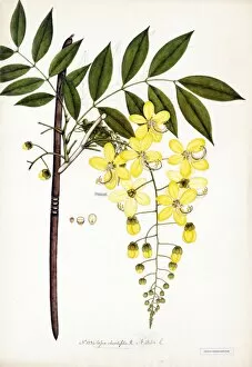 Leguminosae Collection: Cassia rhombifolia, R