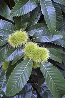 Trees and Shrubs Collection: Castanea sativa