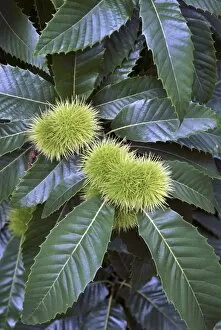 Trees and Shrubs Collection: Castanea sativa