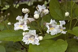 Trees and Shrubs Collection: Catalpa speciosa