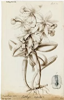 Cattleya superba, 1838