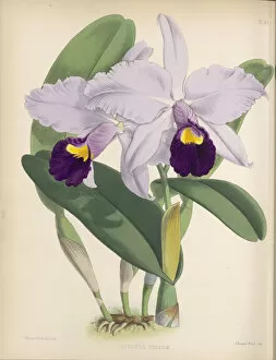 19th Century Collection: Cattleya trianae, 1882