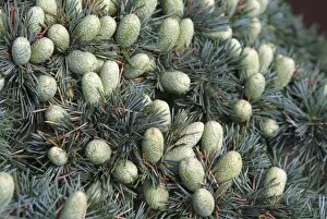 Pine Collection: Cedrus libani
