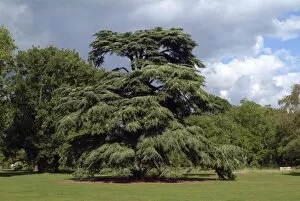 Trees and Shrubs Collection: Cedrus libani