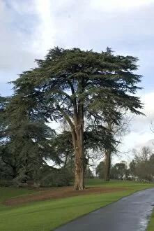 Trees in the landscape Collection: Cedrus libani