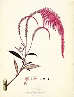 19th Century Gallery: Celosia cernua Roxb