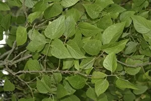 Trees and Shrubs Collection: Celtis occidentalis