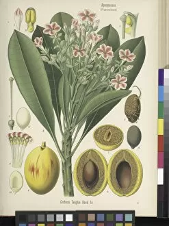 Apocynaceae Collection: Cerbera manghas