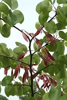 Trees and Shrubs Collection: Cercis siliquastrum