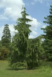 Trees in the landscape Gallery: Chamaecyparis nootkatensis Pendula