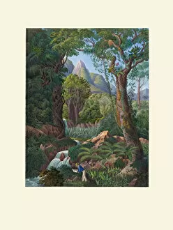 Botanical Illustration Gallery: Chamaedorea linearis, 1823-53