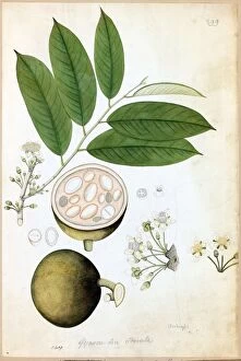 Botanical Art Collection: Chaulmoogra odorata, R. (Gynocardia odorata)