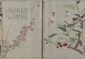 Calligraphy Gallery: Cherry (Prunus glandulosa Plena, left, Prunus japonica, right)