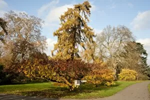 Arboretum Gallery: Cherry tree - Autumn colour