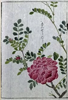 Japanese Collection: Chestnut rose (Rosa roxburghii), woodblock print and manuscript on paper, 1828