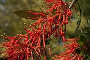 Flowers Collection: Chilean fire bush