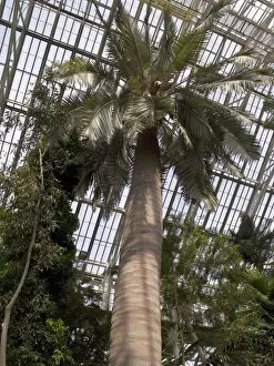Trees in the landscape Collection: chilean wine palm, Temperate House